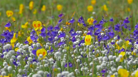 KAAS PLATEAU Stock Footage 195281480