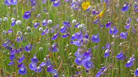 KAAS PLATEAU Stock Footage 195281482
