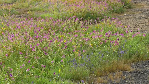 KAAS PLATEAU Stock Footage 195281497