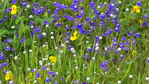 KAAS PLATEAU Stock Footage 195281505