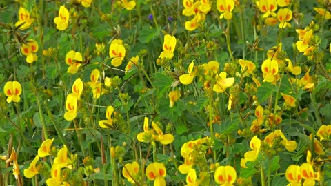 KAAS PLATEAU Stock Footage 195281511
