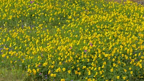 KAAS PLATEAU Stock Footage 195281514