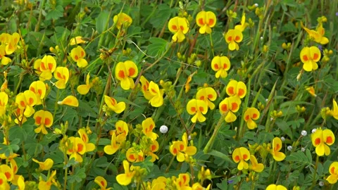 KAAS PLATEAU Stock Footage 195281517