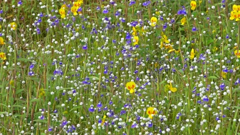 KAAS PLATEAU Stock Footage 195281525