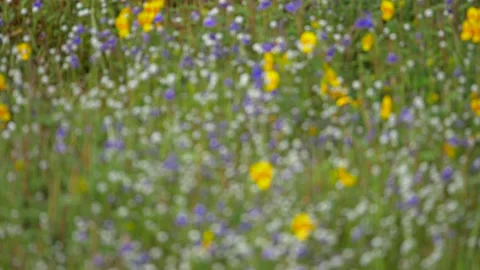 KAAS PLATEAU Stock Footage 195281535
