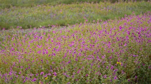 KAAS PLATEAU Stock Footage 195281539