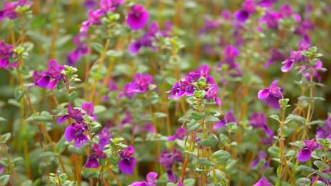 KAAS PLATEAU Stock Footage 195281561
