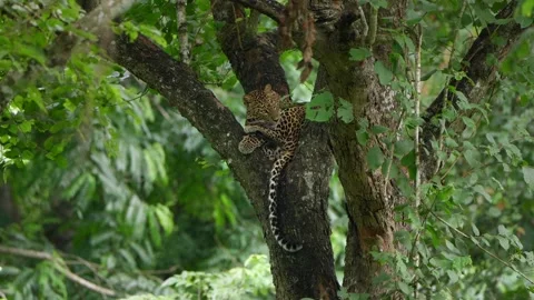 Kabini leopard Stock Footage 341349582
