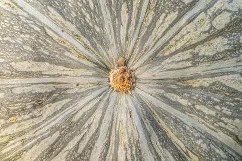Kabocha pumpkin, macro close-up texture. Stock Photos