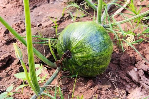 Kabocha squash. Stock Photos