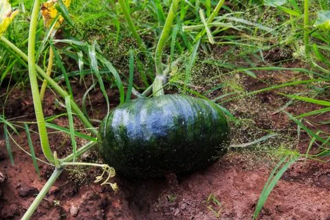 Kabocha squash. Stock Photos