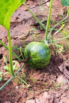 Kabocha squash. Stock Photos