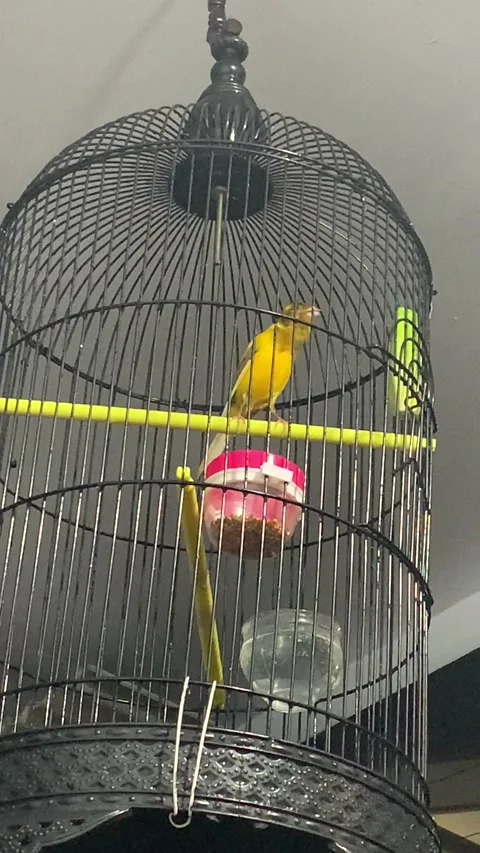 Kacer Bird 動画素材 195091091