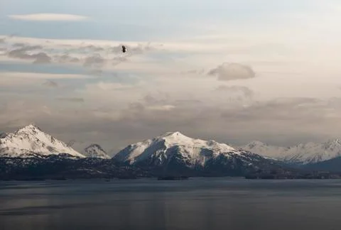 Kachemak bay with eagle Stock Photos
