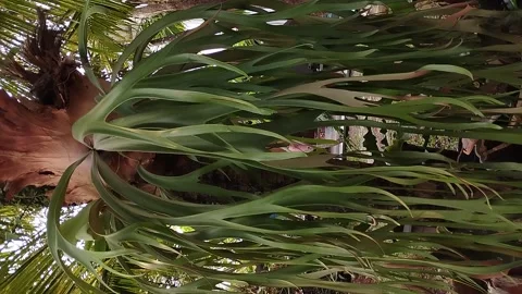 Kadaka leaves (Asplenium scolopendrium) extend downwards. Swaying in the wind. Stock Footage 247913828