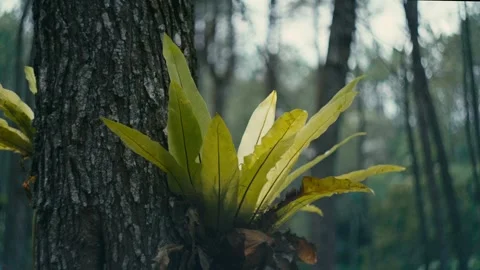 Kadaka or Asplenium Nidus 4K Video color gradded warm tone Stock Footage 305332058