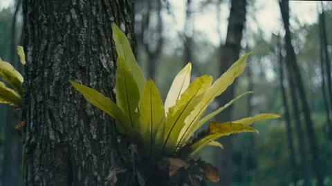 Kadaka or Asplenium Nidus 4K Video color gradded warm tone Stock Footage 305332209