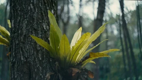 Kadaka or Asplenium Nidus 4K Video color gradded warm tone Stock Footage 305332255