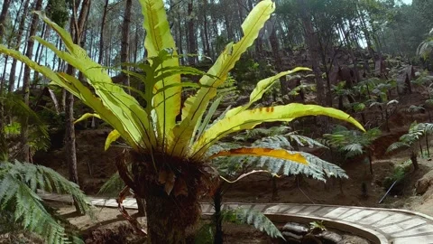 Kadaka or Asplenium Nidus 4K Video color gradded warm tone Stock Footage 305332616