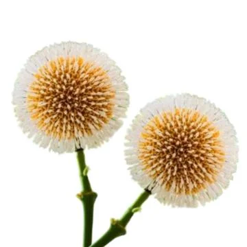 Kadam flower Stock Illustration