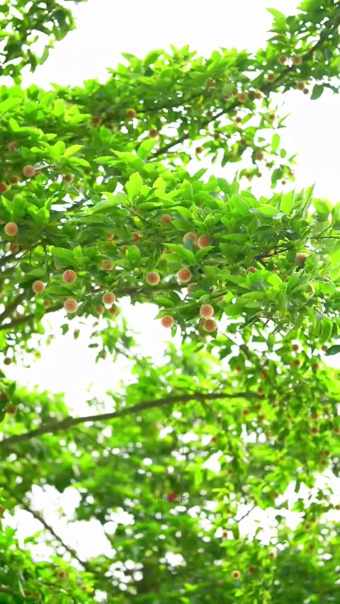 Kadam Flowers Dancing On Single Green Tree 4K Stock Footage 321728939