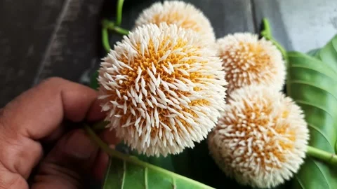 Kadam fruit. Stock Footage 156498774