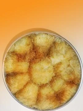 Kadayif dessert background unit isolate Stock Photos