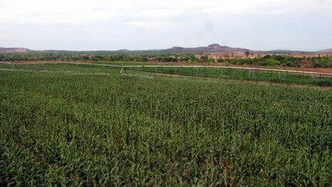 Kaduna Cornfarm Droneshot Stock Footage 102764407