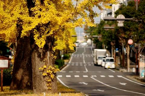 Kaede leaves autumn Kyoto Stock Photos