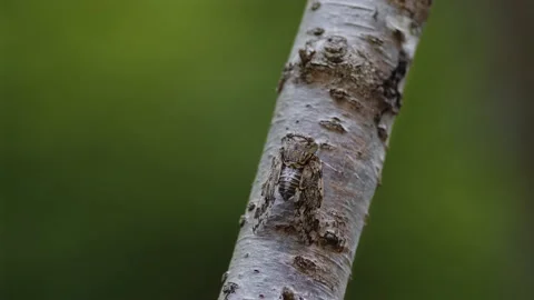 Kaempher Cicada Vocalising From a Small Branch. Stock Footage 202206802