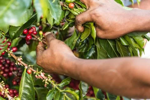 Kaffeeernte Foto stock