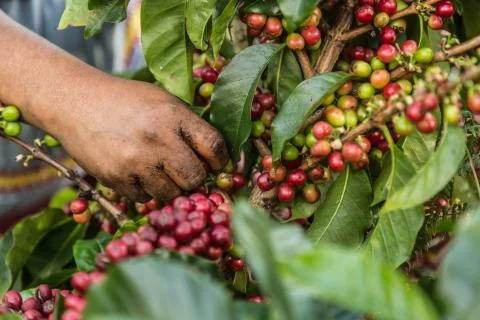 Kaffeeernte Foto stock