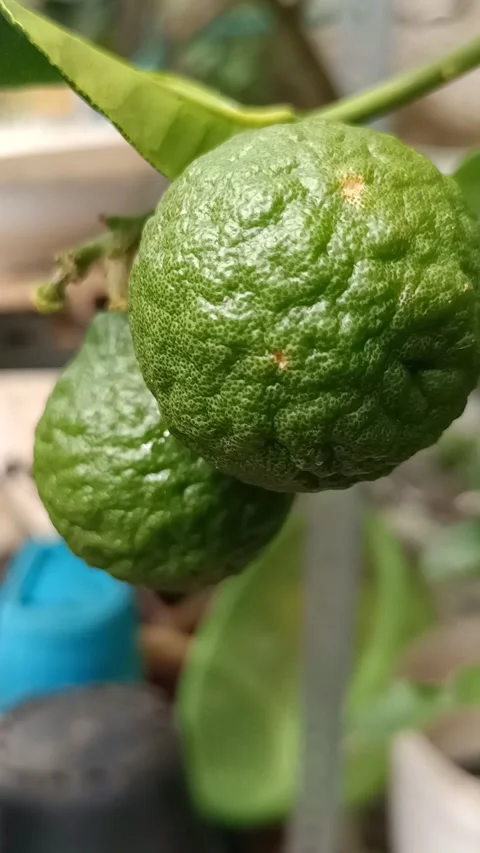Kaffir Citrus Fruit Видео 171848260