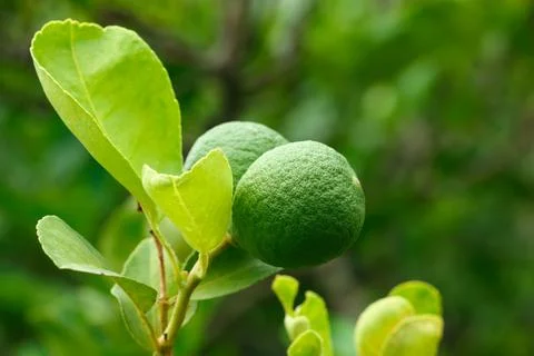 Kaffir lime and leaves for pattern Stock Photos