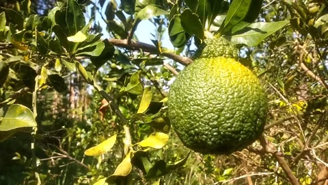 The Kaffir lime Stockbeeldmateriaal 336165539