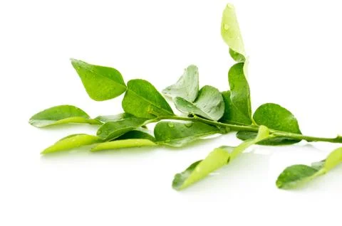 Kaffir lime fresh leaf Stock Photos