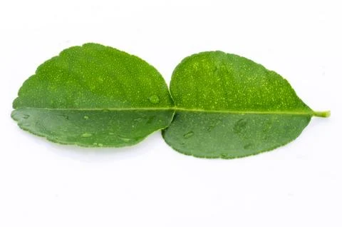 Kaffir lime fresh leaf Stock Photos