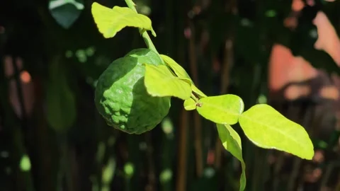 Kaffir lime fruit and distinctive double leaves hanging on tree branch. Vídeo Stock 339204567