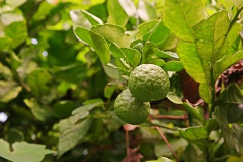 Kaffir lime fruit Stock Photos