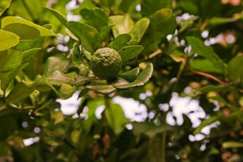 Kaffir lime fruit Foto stock