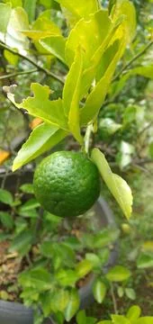 Kaffir Lime Fruit Stock Photos