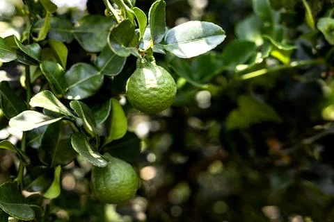 Kaffir Lime Fruit On The Tree 스톡 사진