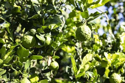 Kaffir Lime Fruit On The Tree Stock Photos