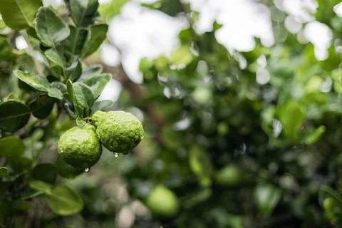 Kaffir Lime Fruit On The Tree Stock Photos