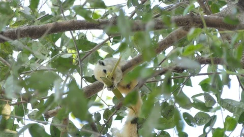 Kaffir lime fruits on tree Video stock 101164775