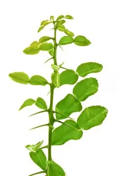 Kaffir lime leaf on branches Stock Photos