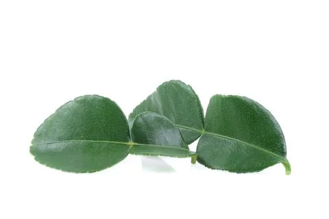 Kaffir lime leaf close up on white background. Foto stock