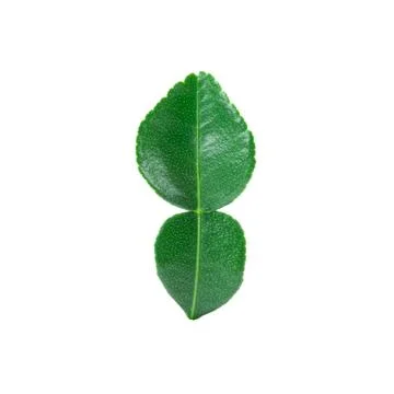 Kaffir lime leaf close up on white background. Stock Photos