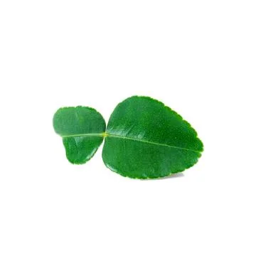 Kaffir lime leaf close up on white background. Stock Photos