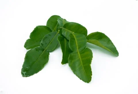 Kaffir lime leaf isolated on white background Stock Photos